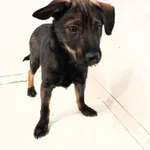 Dżeki, Pies przywieziony z terenu miasta Piekary Śląskie