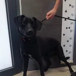 Przyjęty: 2024-06-05 Gmina: Pszczyna Płeć: Pies Opis: mieszaniec, czarne z białą krw.