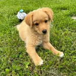 Znaleziono psa, Rzeszów, 5 czerwca 2024