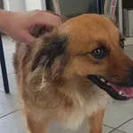 Nr: 205/2024 - Pies z Lubin Miasto