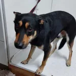 Bytom 616093902523073 mieszaniec czarny podpalany pies 246/2024