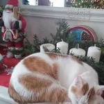 Zaginął kot, Jarocin, 5 czerwca 2024