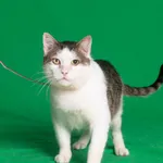 Kot do adopcji, Gdańsk, 5 czerwca 2024