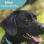 Pies do adopcji, Dąbrówka, 5 czerwca 2024