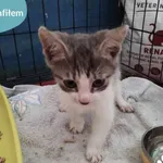 Znaleziono kota, Dąbrówka, 5 czerwca 2024