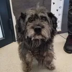 Przyjęty: 2024-06-05 Gmina: Wieprz Płeć: Pies Opis: mieszaniec, szare