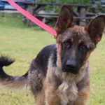 Pies do adopcji, Węgrowo, 22 maja 2024