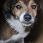 Znaleziono psa, Przemyśl, 6 czerwca 2024