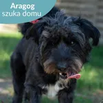 Aragog