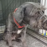 Znaleziono psa, Radom, 2 czerwca 2024