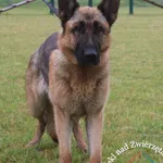 Pies do adopcji, Węgrowo, 22 maja 2024