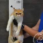 Imię: Przyjęty: 2024-05-20 Płeć: Kotka Opis: egzotyczna, rudo-białę Wiek: ok. 2 lata