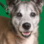 Pies do adopcji, Gdańsk, 6 czerwca 2024