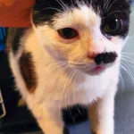 Znaleziono kota, Lublin, 25 lipca 2025