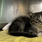 4494/62/24 Bamboszek - data przyjęcia - 06.06.2024