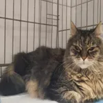 Kot do adopcji, Bytom, 7 czerwca 2024