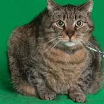 Kot do adopcji, Gdańsk, 7 czerwca 2024