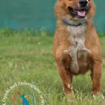 Pies do adopcji, Węgrowo, 5 czerwca 2024