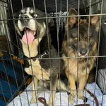 Znaleziono psa, Sosnowiec, 6 czerwca 2024