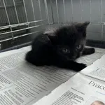 Nr: 209/2024 - Kot z Świdnica Miasto