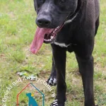 Pies do adopcji, Węgrowo, 6 czerwca 2024