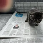 Nr: 207/2024 - Kot z Świdnica Miasto