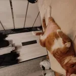 Zaginął kot, Łódź, 8 czerwca 2024