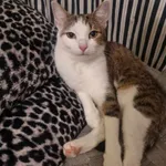 Zaginął kot, Łódź, 9 czerwca 2024