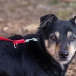 Pies do adopcji, Piła, 18 października 2019