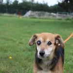 Pies do adopcji, Węgrowo, 7 czerwca 2024