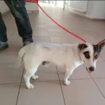 Znaleziono psa, Grudziądz, 9 czerwca 2024