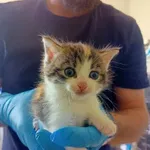 Nr: 214/2024 - Kot z Kunice