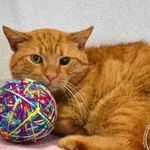 Kot do adopcji, Chełmek, 29 kwietnia 2024