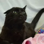 Kot do adopcji, Chełmek, 24 maja 2024