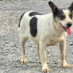 Pies do adopcji, Ropczyce, 10 czerwca 2024