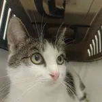 KOTKA Z INTERWENCJI 07.06.2024