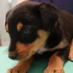 SUCZKA Z INTERWENCJI 10.06.2024