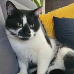 Zaginął czarno- biały kot