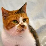 Kot do adopcji, Chełmek, 16 maja 2024