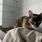 Znaleziono kota, Świdnica, 9 czerwca 2024