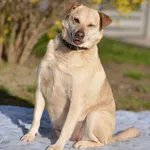 Pies do adopcji, Mielec, 10 czerwca 2024