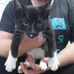 Kocurek poz. 24/253/K