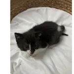 Znaleziono kota, Białystok, 8 czerwca 2024