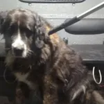 Znaleziono psa, Bydgoszcz, 9 czerwca 2024