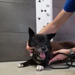 Przyjęty: 2024-06-11 Gmina: Chełmek Płeć: Pies Opis: mieszaniec, czarno-białe