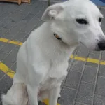 Znaleziono psa, Gdańsk, 11 czerwca 2024