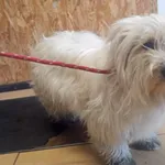 Znaleziono psa, Toruń, 2 czerwca 2024