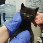 Znaleziono kota, Toruń, 9 czerwca 2024