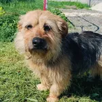 Znaleziono psa, Racławice, 2 czerwca 2024