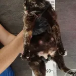 Przyjęty: 2024-06-11 Gmina: Brzeźnica Płeć: Kotka Opis: europejska, szylkretowe